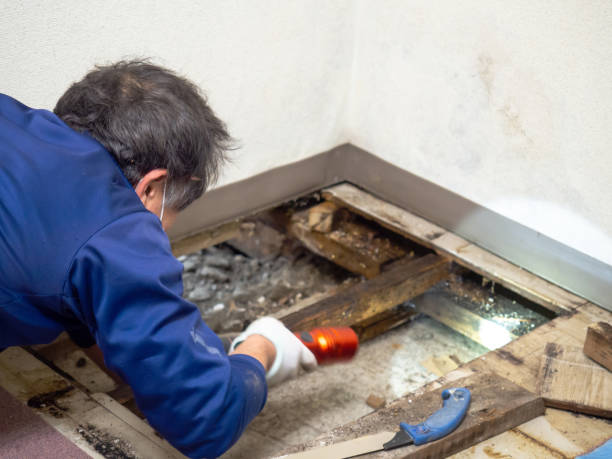 Best Attic Mold Removal  in Fairland, MD