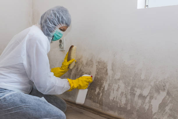 Best Mold Damage Repair  in Fairland, MD