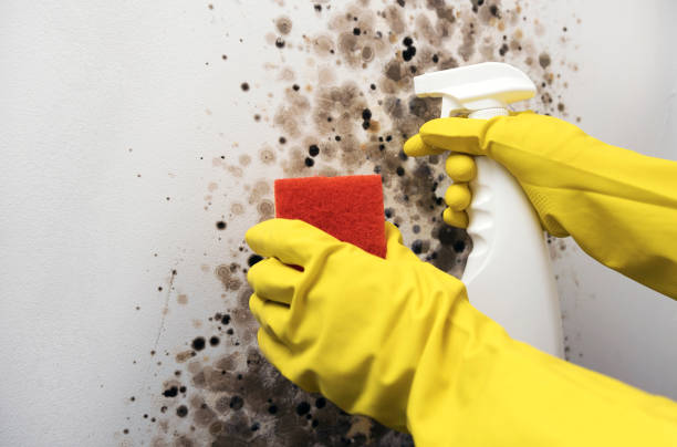 Professional Mold Removal in Fairland, MD