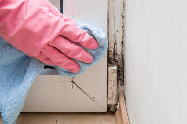 Best Mold Testing  in Fairland, MD